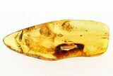 Detailed Fossil Fly, True Midge, Thrip, and Mite in Baltic Amber #275406-1